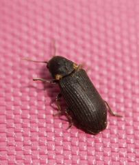 Hadrobregmus pertinax