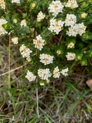 Pimelea flava dichotoma