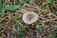 Mycena viridimarginata