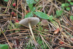 Mycena viridimarginata