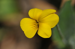 Viola purpurea quercetorum