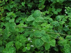 Rubus × idaeoides
