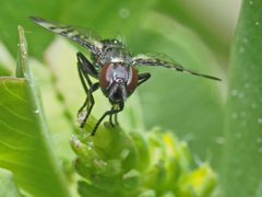 Rivellia syngenesiae