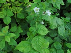 Rubus × idaeoides