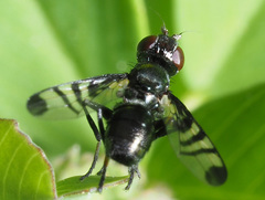 Rivellia syngenesiae