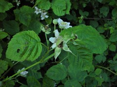 Rubus × idaeoides