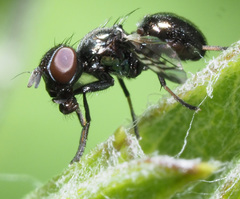 Rivellia syngenesiae