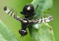 Rivellia syngenesiae