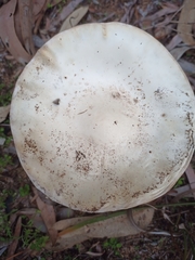 Amanita ananiceps