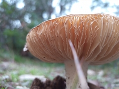 Amanita ananiceps