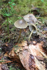 Mycena viridimarginata