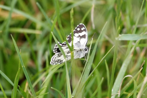 Photo of Marbled White (Melanargia galathea)