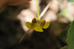 Viola purpurea quercetorum
