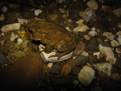Anaxyrus americanus charlesmithi