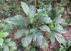Bertiera fimbriata