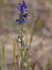 Delphinium decorum