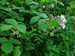 Rubus hylocharis
