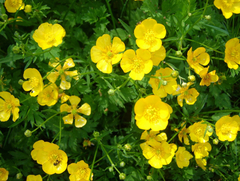 Ranunculus