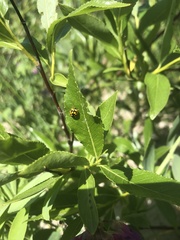 Propylea quatuordecimpunctata