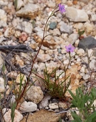 Gilia tenuiflora
