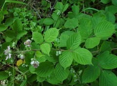 Rubus wirralensis