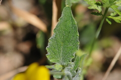 Viola purpurea quercetorum