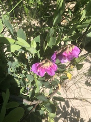 Lathyrus japonicus