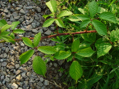Rubus hylocharis