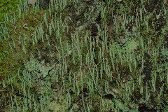 Cladonia rigida