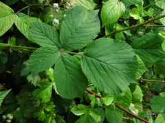 Rubus robiae