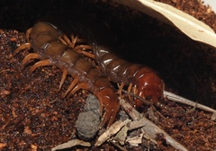 Cormocephalus brachycerus