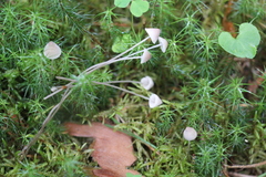Mycena mirata