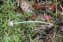 Mycena mirata