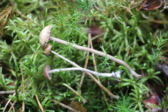 Deconica crobula