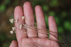 Mycena mirata