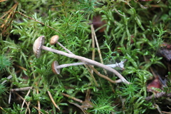 Deconica crobula