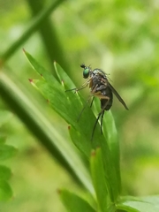 Dolichopus plumipes