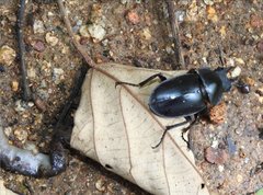 Neolucanus sinicus championi