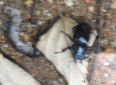 Neolucanus sinicus championi