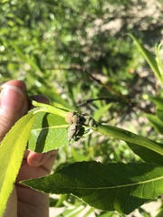Hoplia parvula
