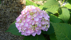 Hydrangea macrophylla