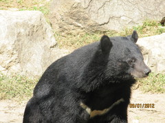 Ursus thibetanus