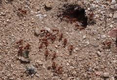 Pogonomyrmex subdentatus