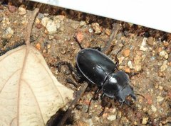 Neolucanus sinicus championi