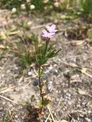 Epilobium collinum