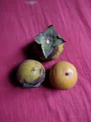 Diospyros malabarica