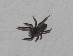 Euophrys frontalis