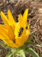 Acmaeodera