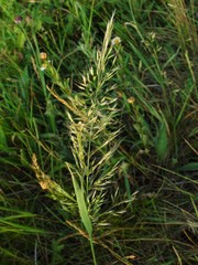 Trisetum flavescens