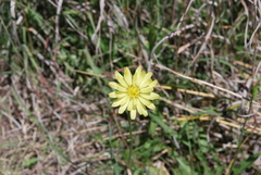 Pyrrhopappus grandiflorus